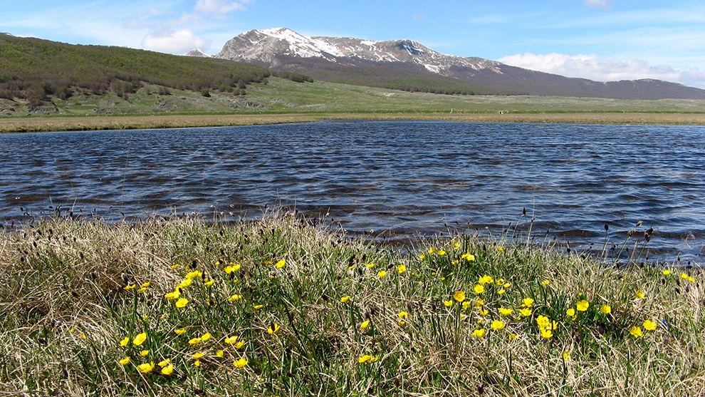 Le aree umide della Piana di Campo Felice e di Le Prata che verrebbero escluse dal Parco Regionle Sirente Velino, conservano specie floristiche uniche di importanza nazionale per il mondo vegetale, a rischio dâ€™estinzione, oltre che a specie endemiche e di grande significato biogeografico, tra le quali ricordiamo il Sedum nevadense (in Italia noto solo a Campo Felice), la Klasea lycopifolia (nella foto), Myosurus minimus, Artemisia atrata, Sesleria uliginosa e Gentiana pneumonanthe e di entitÃ  di inserite nelle liste rosse nazionale o anche prioritarie in Direttiva 92/43/CEE.